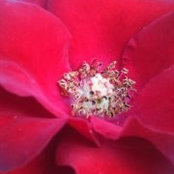 Tammy Licea-Villaverde's photo