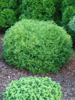 Ideas for globe conifers