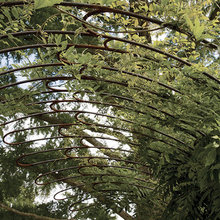 garden idead