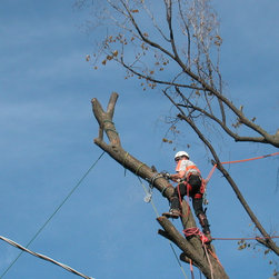 Tree Removal - Rigging - Products