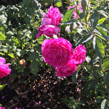 Los Angeles Rose Garden