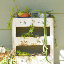 Plant Life