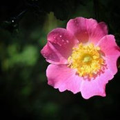 Sophie Colombé's photo