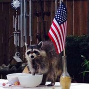 JoAnne Segrest Harmon's photo