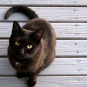Peter Hames's photo