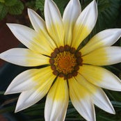 Tanishka Kapruwan's photo