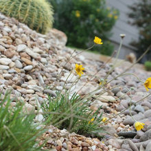 Front Yard Landscaping