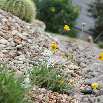 Cacti Paradise