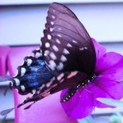 Photo de Kathi Moss