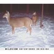 Ray Nitsche's photo