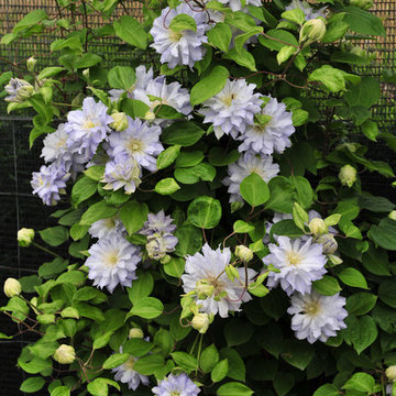 'Diamond Ball' Clematis