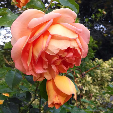 Plant Ideas & Colorful Combinations