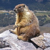 Photo de Bumble Dorf
