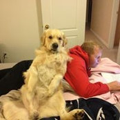 David Brooks's photo