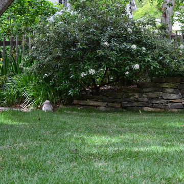 Leisure Time(R) Zoysia lawn, Athens, Georgia