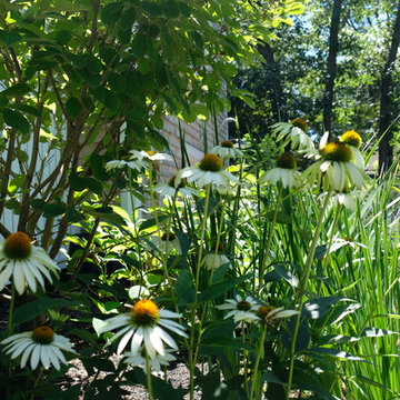 Traditional New England Landscape - Hingham