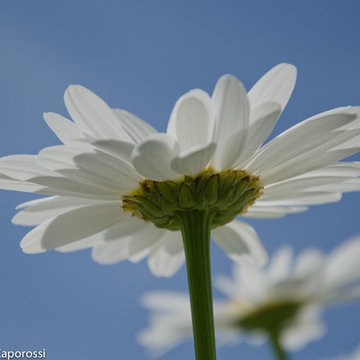 Garden photography - Shasta Daisy
