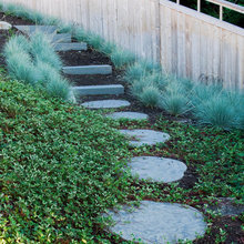 ground cover
