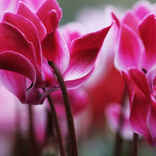 Le grand guide des fleurs à offrir pour la Saint-Valentin