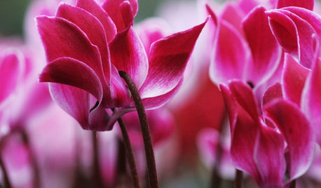 Le grand guide des fleurs à offrir pour la Saint-Valentin