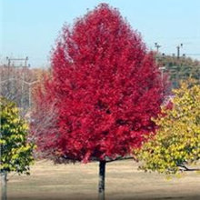 Raingarden Plants