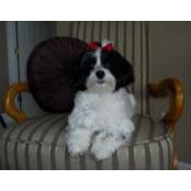 Trish Deleo's photo