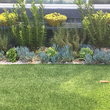 Succulent Splendor in Eastside Costa Mesa - Part I - The Front - Before & After