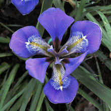 KCIS Sept 2019 Iris Sale - PCI & SPEC