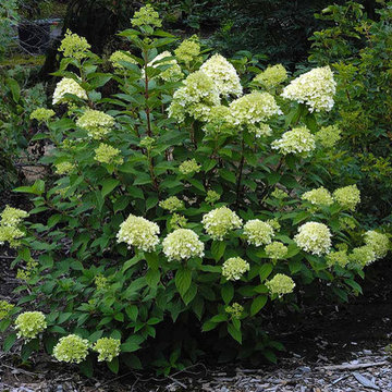Limelight Hydrangea