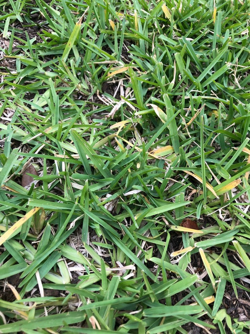 Aggie horticulture bermuda grass