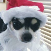 Leslie Cohen's photo