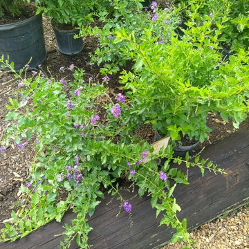 Butterfly Habitat