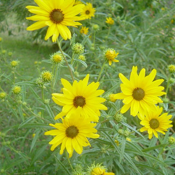 Birthday Gardens
