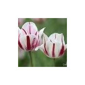 Barbara Strickfaden's photo