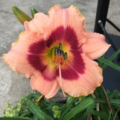 Melissa Martino's photo