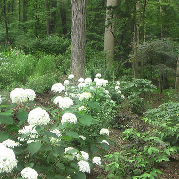 New York Landscape Garden Woodland Garden 2014