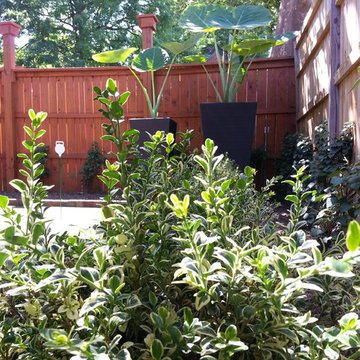 Backyard Overhaul