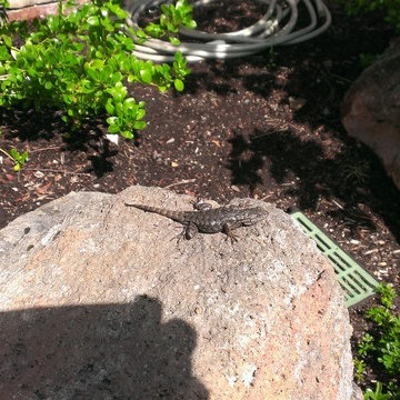 Reptiles