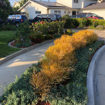 Succulents are a popular, drought tolerant alternative to turf strips.