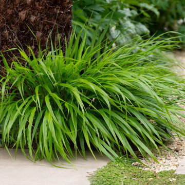 London Sanctuary Garden