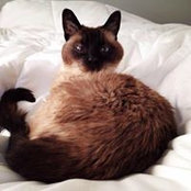 Katie Schmaus's photo