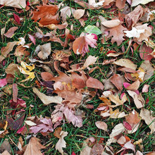 Leaves in Fall