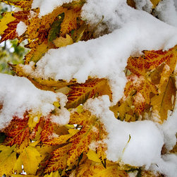 Red Autumn Maple Leaves With Fresh Fallen Snow Fine Art - Prints And Posters