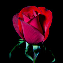 My Roses