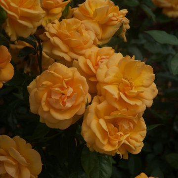 ‘Strike It Rich’ Rose