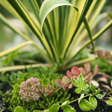 Stone planter with Yucca, Sedums and Euonymus