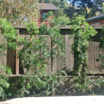 Hedge Plants--Podocarpus