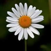 Daisy Lees foto