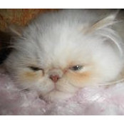 Joan Warnecke's photo