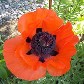 Josée Tremblay's photo